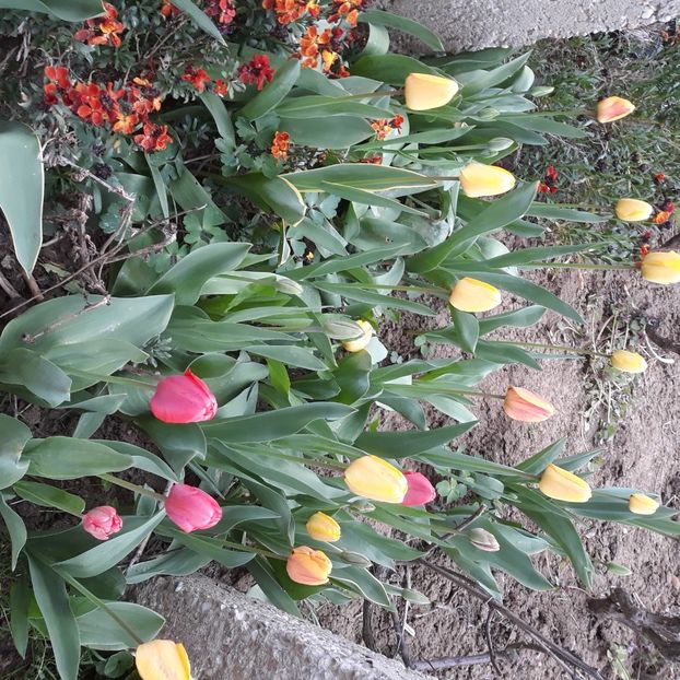  - Flori de grădină-2021