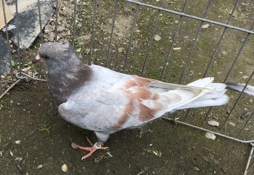 84A07C0C-F7B7-48BF-8AB2-8C455F2EA5F5 - Pui Zburator Beograd