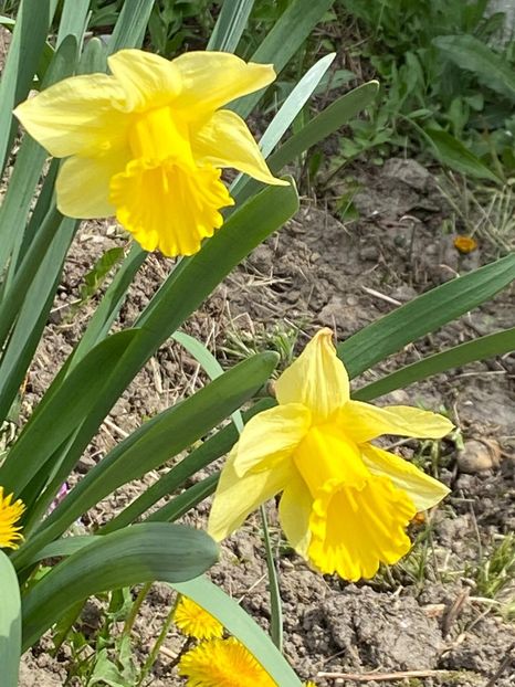 74B2BB3E-C4ED-44A3-BB73-99D6D3AAECCE - FLORILE MELE 2021 nr 1