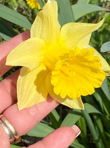 634039FC-B07C-4FBF-938F-69A9E4FC9CC7 - FLORILE MELE 2021 nr 1