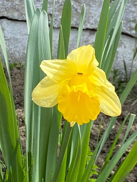 2A1810BA-350D-46C0-8E8E-AEB2AA8723F8 - FLORILE MELE 2021 nr 1