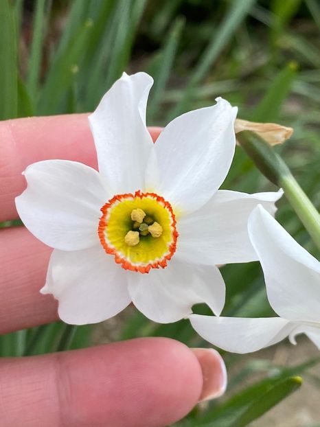 D5A5C8EE-9500-4491-A29E-4ADF9582075A - FLORILE MELE 2021 nr 1