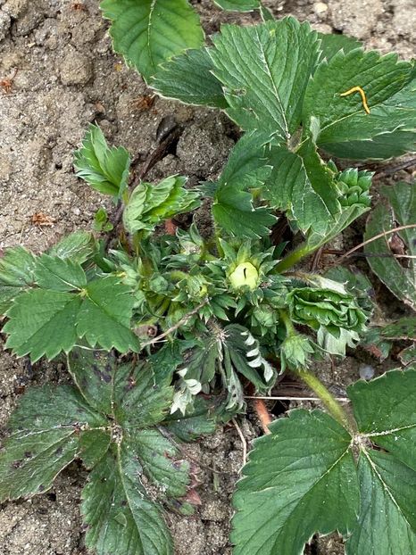 58CFE05F-CC05-4E54-BCB9-088863ADD953 - FLORILE MELE 2021 nr 1