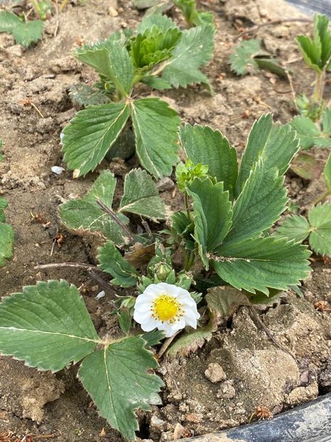 1BB77B4A-CE8C-4DFF-8F48-EC7F550A26F8 - FLORILE MELE 2021 nr 1