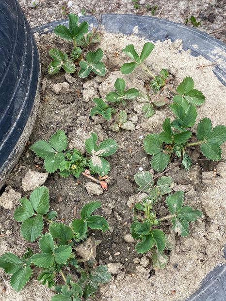 5C41473D-F4F6-4C56-A9C0-768B99A28634 - FLORILE MELE 2021 nr 1