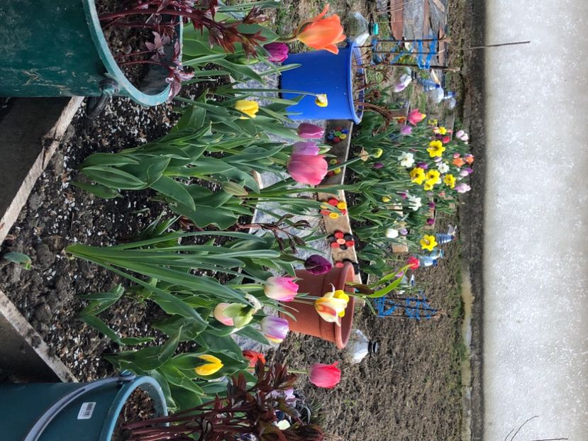 1CA2596A-6564-48F4-9501-73171325F762 - FLORILE MELE 2021 nr 1