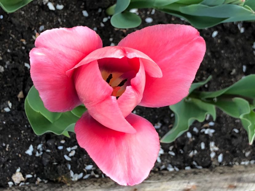 58B2AD3F-B733-4261-9DEE-8A9EAEF199C8 - FLORILE MELE 2021 nr 1