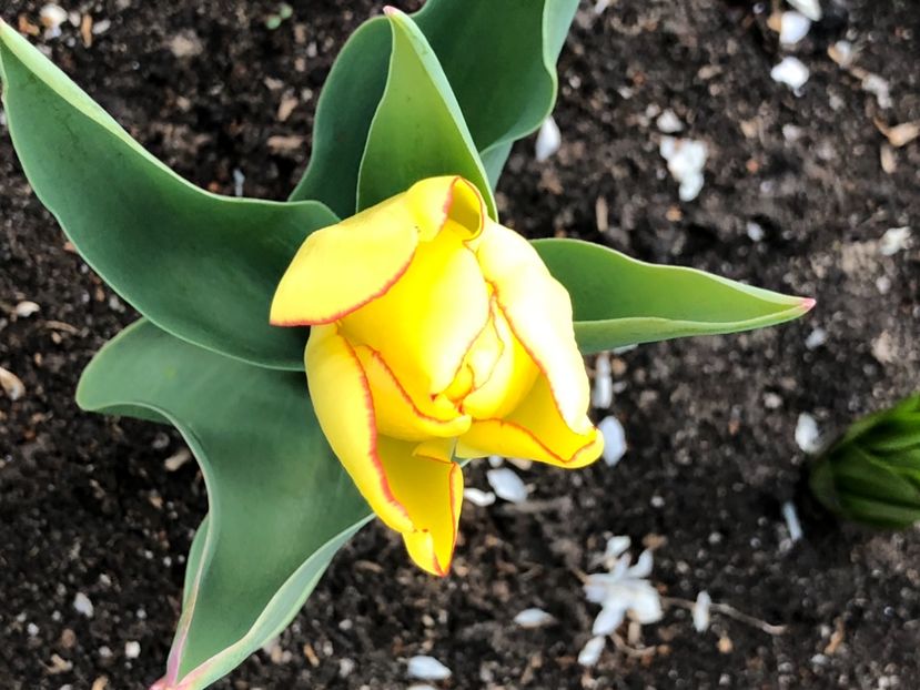 258B274F-4A0D-40FA-A2C7-DBD3EAF48B53 - FLORILE MELE 2021 nr 1