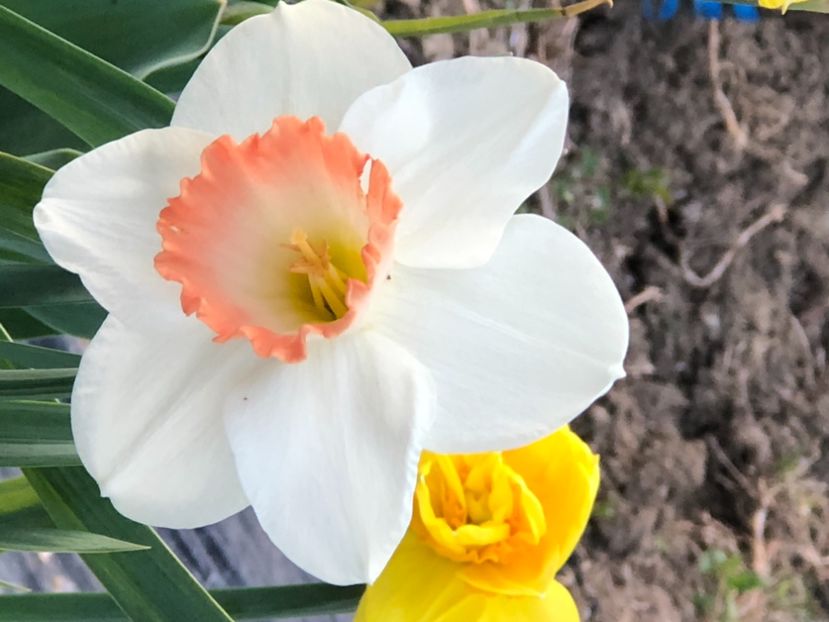 282ACAAE-AD79-4BE9-A532-67F0B10057A1 - FLORILE MELE 2021 nr 1