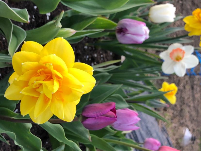 30FB1B5A-3973-4FE2-B36E-37E02BA4E991 - FLORILE MELE 2021 nr 1