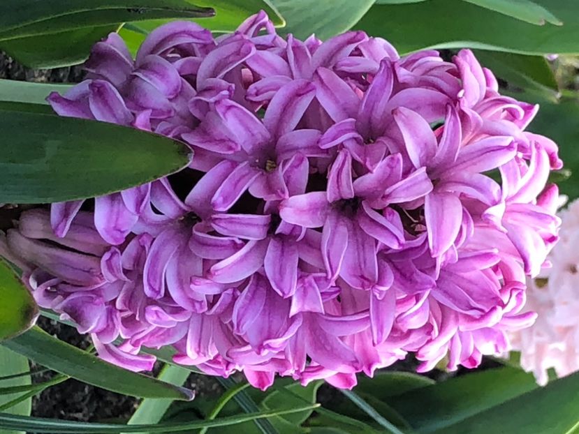 74ACE332-E764-4632-9212-51DD4279F1C7 - FLORILE MELE 2021 nr 1