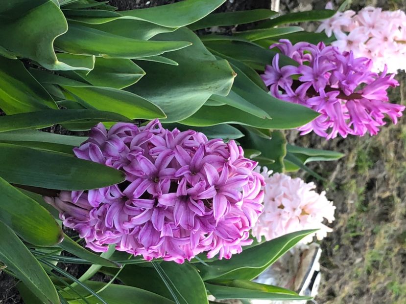 B0377500-8E89-45D2-94D5-8A7071361360 - FLORILE MELE 2021 nr 1