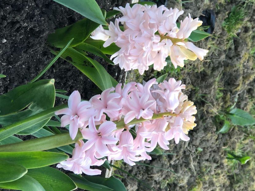 468D6C15-F988-45DD-9B8C-B876B395337B - FLORILE MELE 2021 nr 1