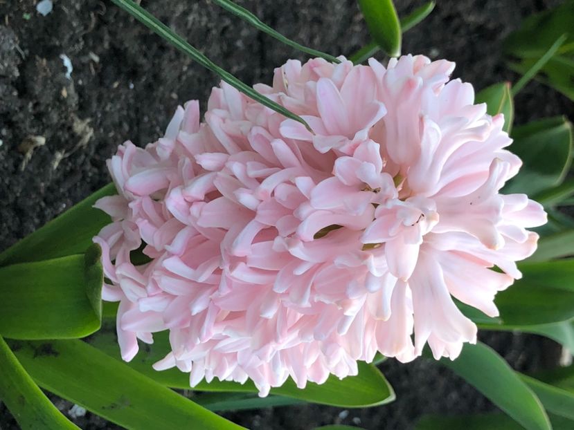 AC5DEDC2-4814-4BD5-804C-2E3DE821287F - FLORILE MELE 2021 nr 1