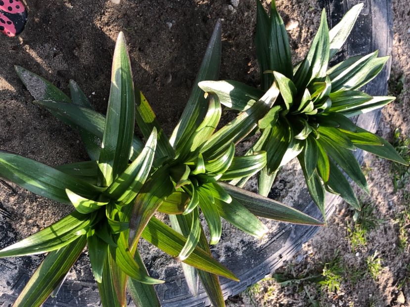 D84C1920-5807-40D7-83DA-8A0EF3649495 - FLORILE MELE 2021 nr 1