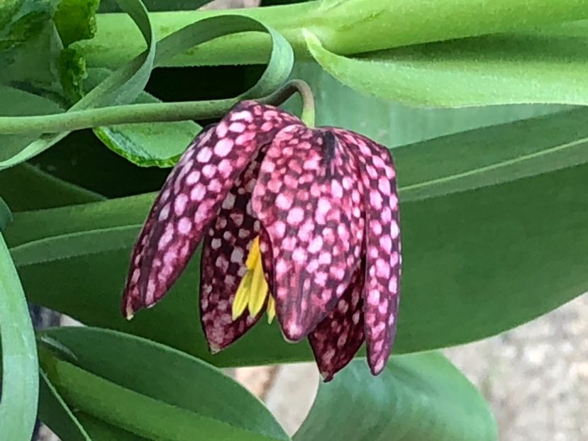 469A0221-9F93-45BA-AB4A-8B95C67BDF1A - FLORILE MELE 2021 nr 1