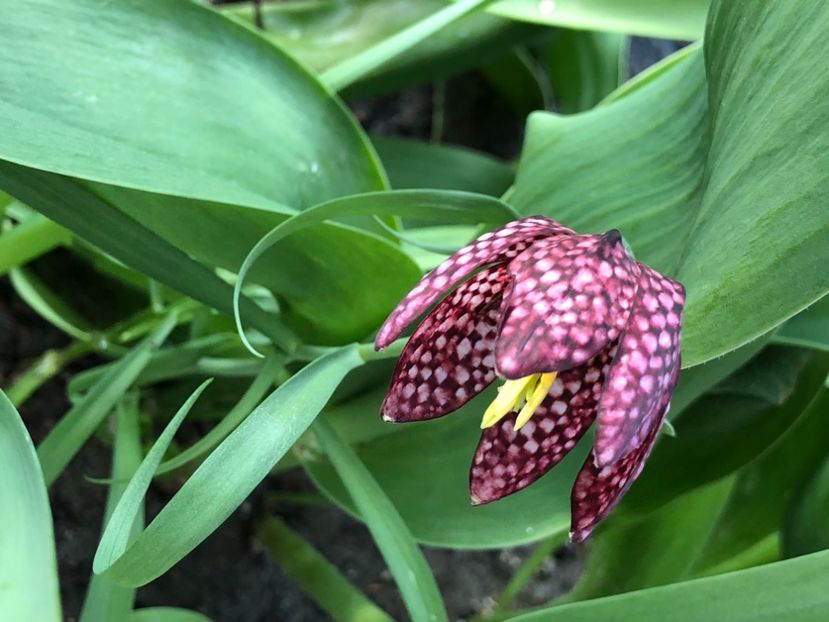 DEDC9C32-75E0-49FC-AFCD-59E80D3F606B - FLORILE MELE 2021 nr 1