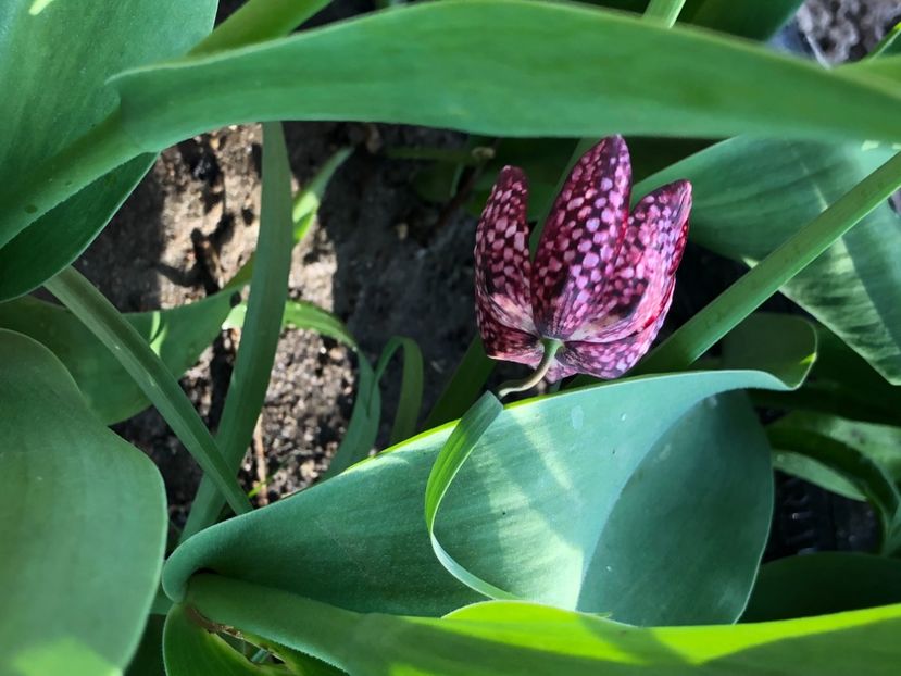 A5F366E0-72E1-452F-8826-88429CB5F6AF - FLORILE MELE 2021 nr 1