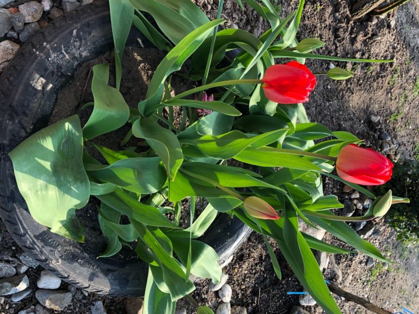 36292E79-73B0-49D6-8EB8-39A41C799B7D - FLORILE MELE 2021 nr 1