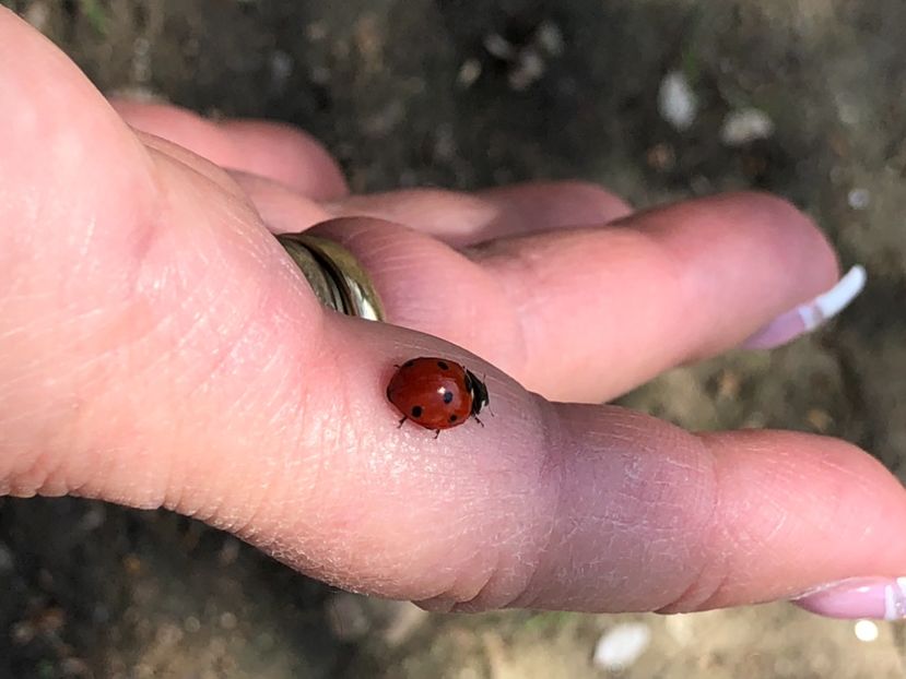 2ADD2D8A-FF6C-4E0F-86A0-ED51DD7BD10E - FLORILE MELE 2021 nr 1