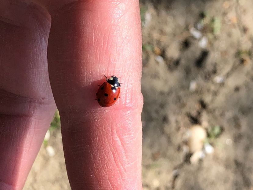 26D95FA0-FD85-4DA6-AE42-7C5AD514AAC0 - FLORILE MELE 2021 nr 1