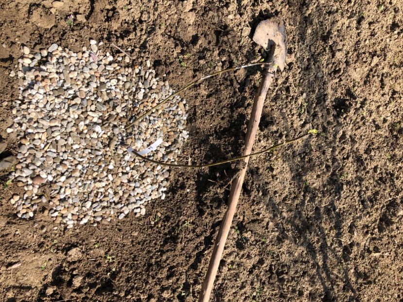 F0D27FB2-F3C5-47B5-A362-3BFD72FB9D5D - FLORILE MELE 2021 nr 1