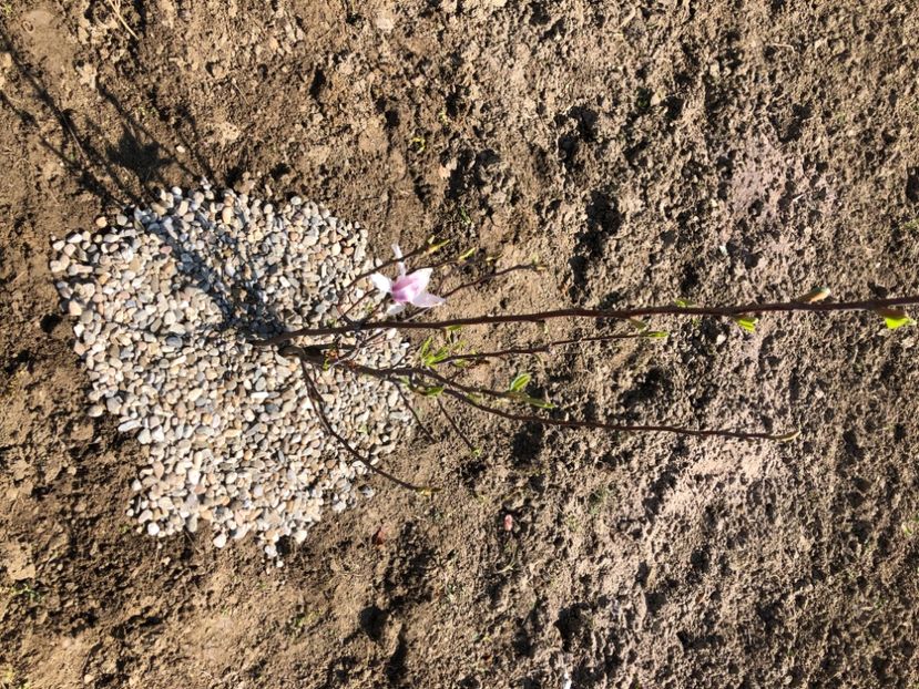 5C061E53-8EAB-4222-AEEA-B98FB8354CEE - FLORILE MELE 2021 nr 1