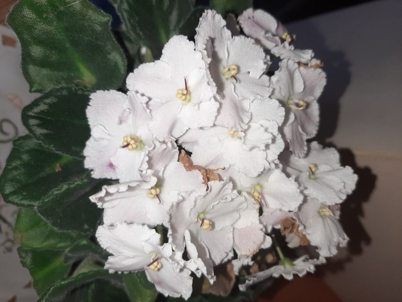  - Florile mele în aprilie 2021