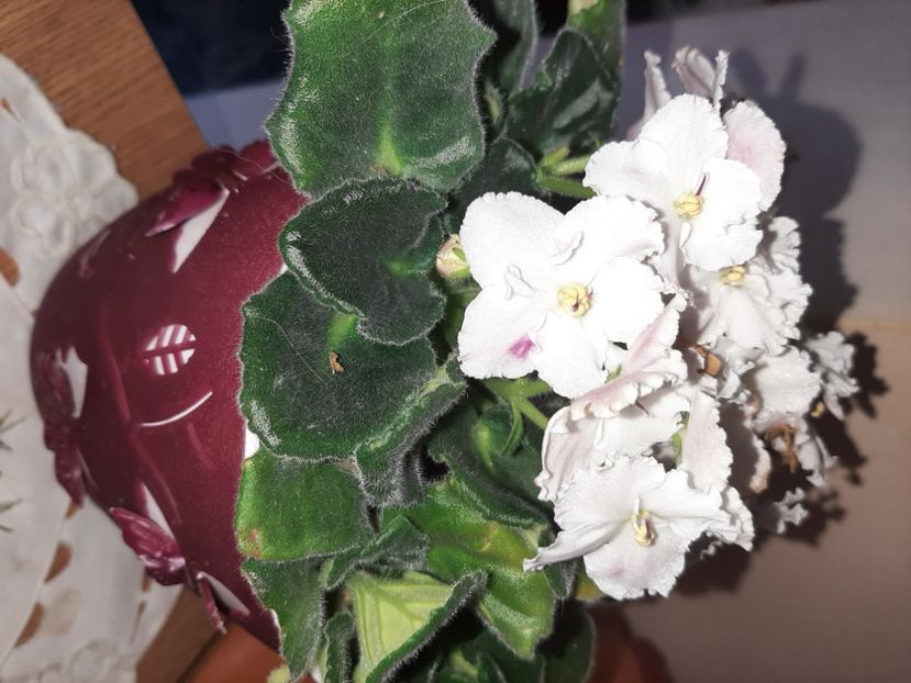  - Florile mele în aprilie 2021