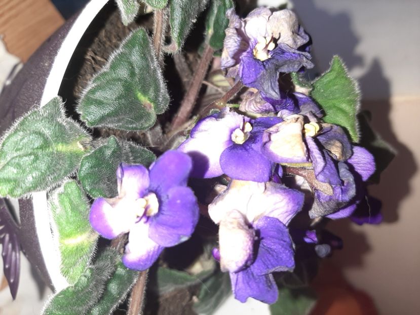  - Florile mele în aprilie 2021