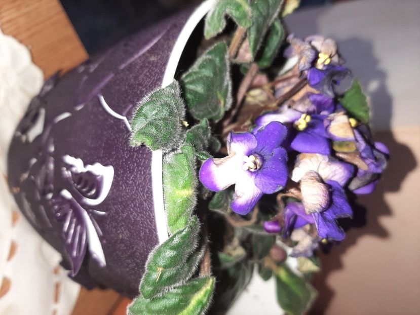  - Florile mele în aprilie 2021