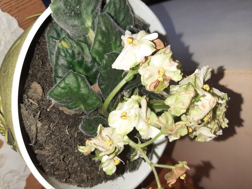  - Florile mele în aprilie 2021