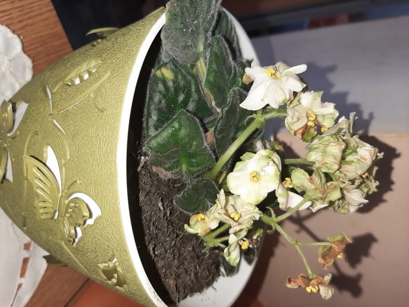  - Florile mele în aprilie 2021