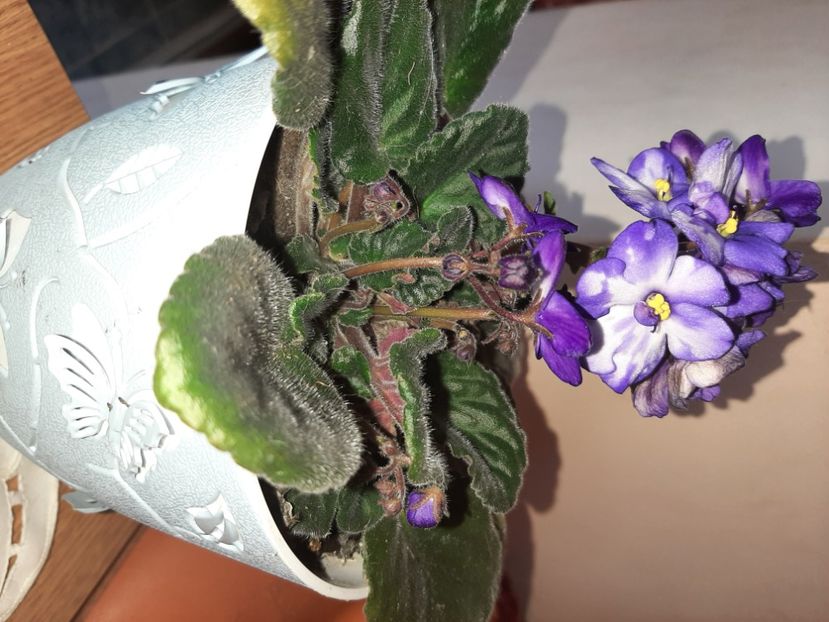  - Florile mele în aprilie 2021