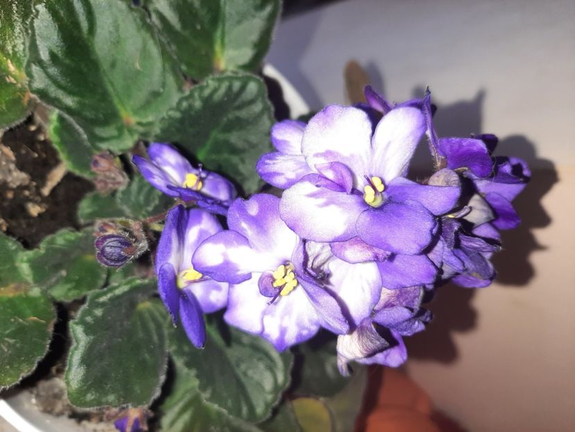  - Florile mele în aprilie 2021