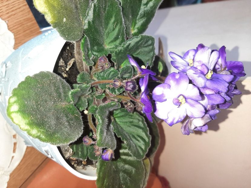  - Florile mele în aprilie 2021