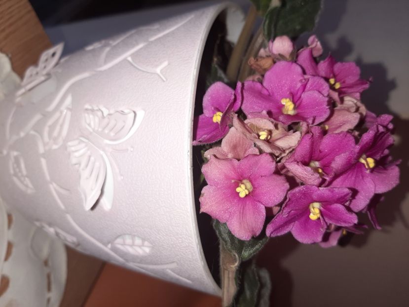  - Florile mele în aprilie 2021