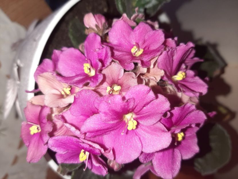  - Florile mele în aprilie 2021