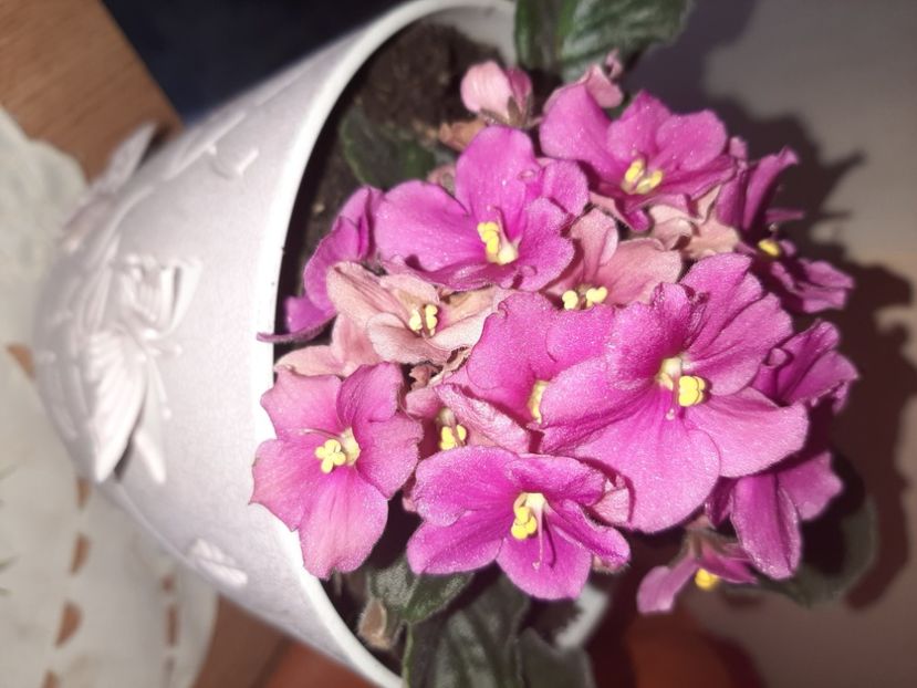  - Florile mele în aprilie 2021