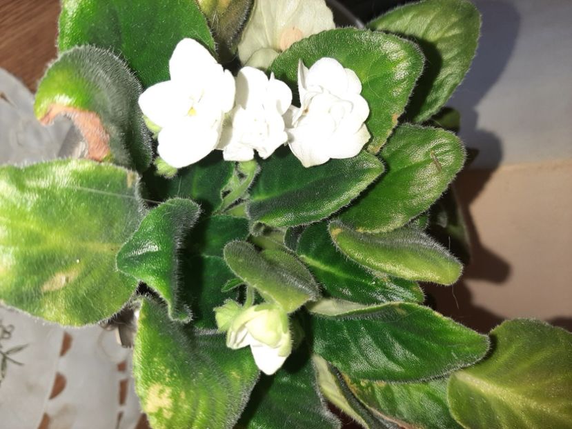  - Florile mele în aprilie 2021