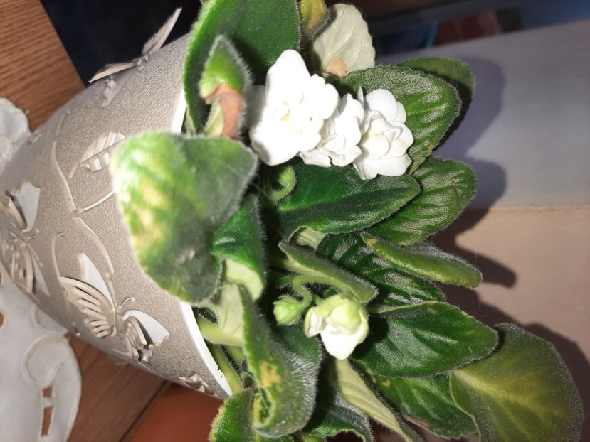  - Florile mele în aprilie 2021