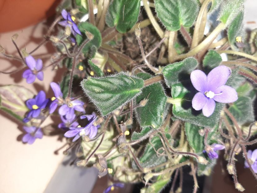  - Florile mele în aprilie 2021