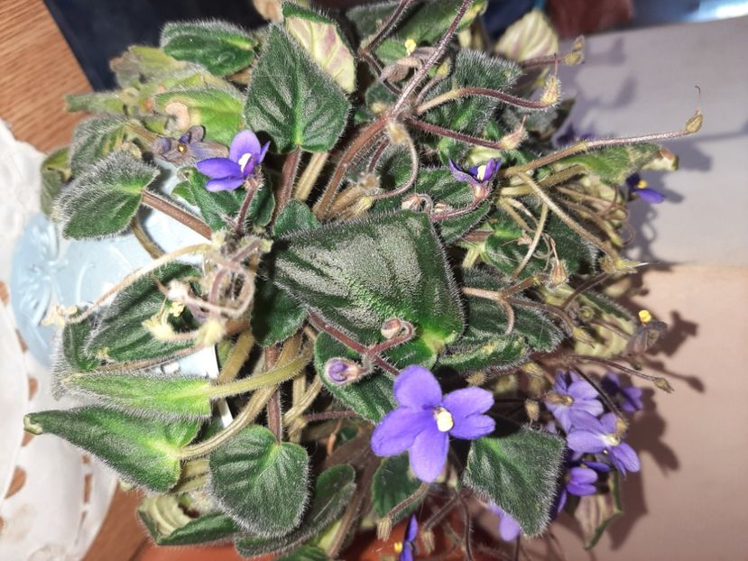  - Florile mele în aprilie 2021