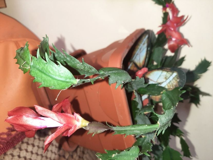  - Florile mele în aprilie 2021