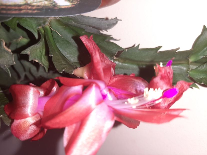  - Florile mele în aprilie 2021