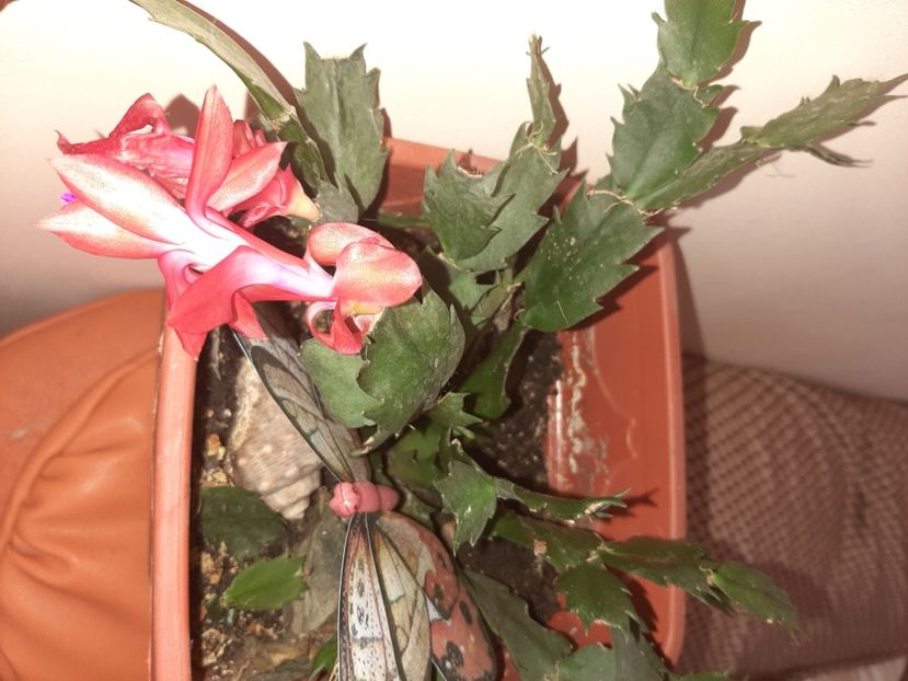  - Florile mele în aprilie 2021