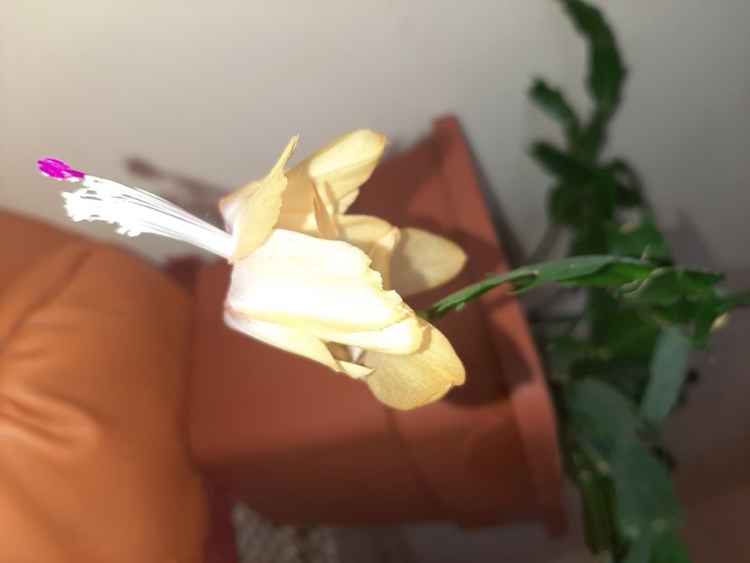  - Florile mele în aprilie 2021