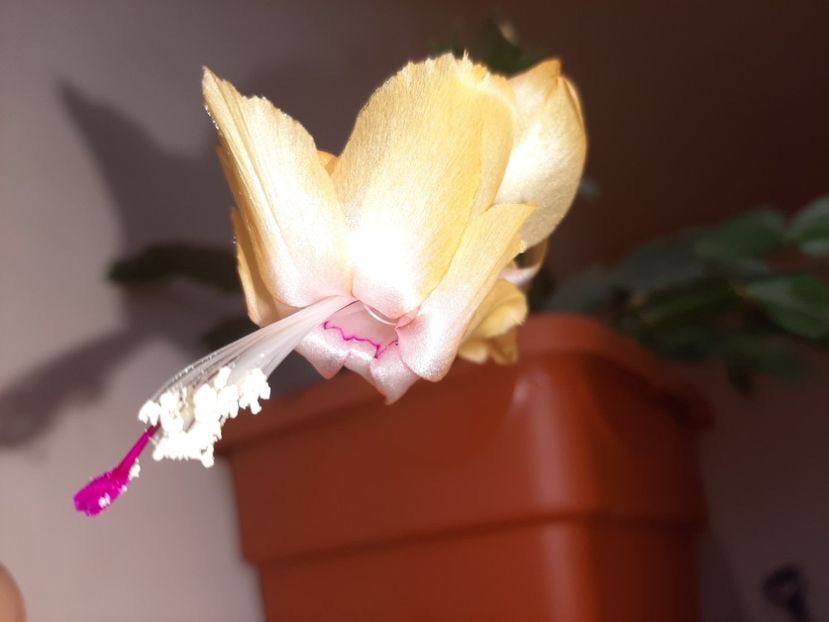  - Florile mele în aprilie 2021