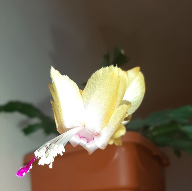  - Florile mele în aprilie 2021