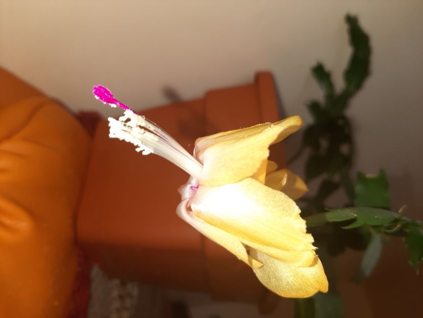  - Florile mele în aprilie 2021